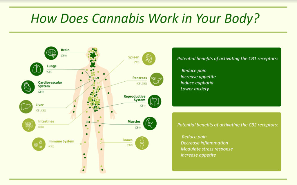 Medical Marijuana How Cannabis works