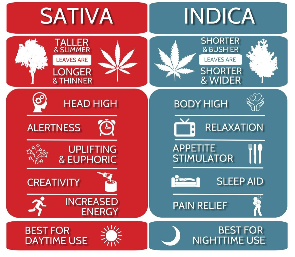 Medical Marijuana difference of sativa and indica