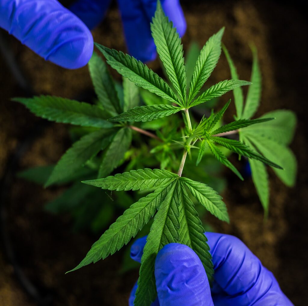 holding a cannabis plant, representing legal medical marijuana.