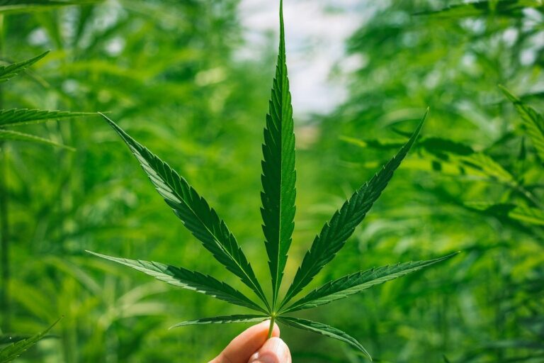 Close-up of a hand holding a vibrant green cannabis leaf with a blurred background of similar cannabis plants, emphasizing the benefits of Dallas Medical Marijuana. The leaf, with its serrated edges and pointed tips, is prominently displayed at the center.